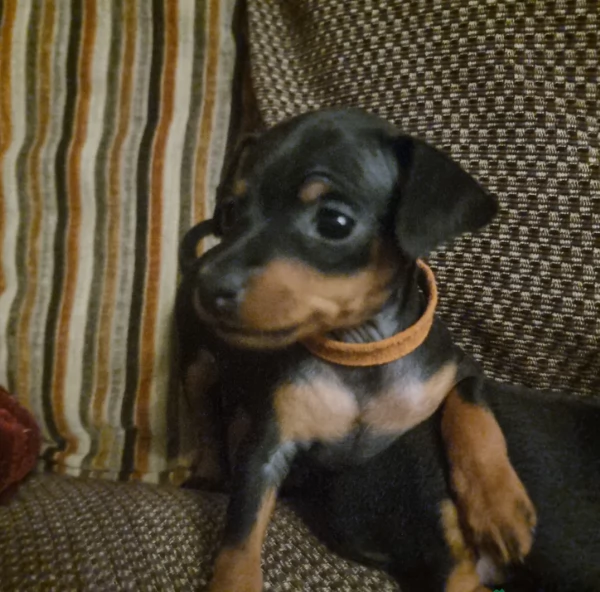 meravigliosi cuccioli PINSCHER per adozione | Foto 2