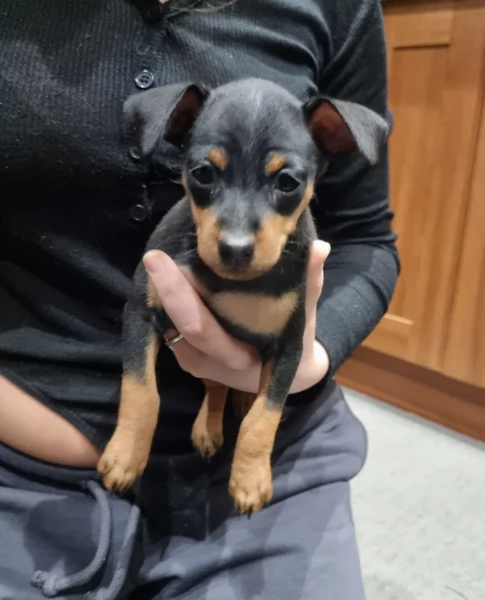 meravigliosi cuccioli PINSCHER per adozione | Foto 2