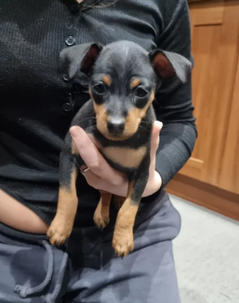 meravigliosi cuccioli PINSCHER per adozione | Foto 6
