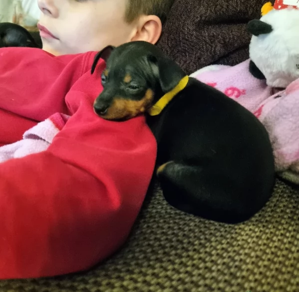 meravigliosi cuccioli PINSCHER per adozione | Foto 4