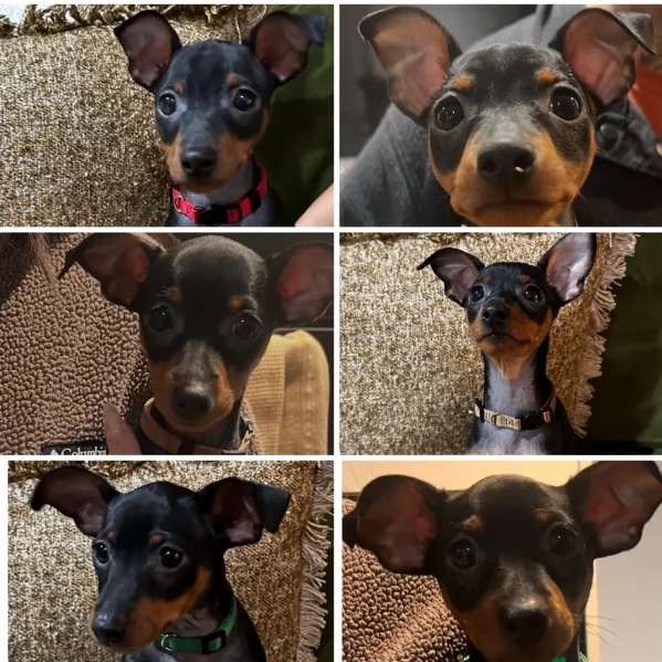 meravigliosi cuccioli PINSCHER per adozione