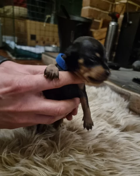 meravigliosi cuccioli PINSCHER per adozione | Foto 1