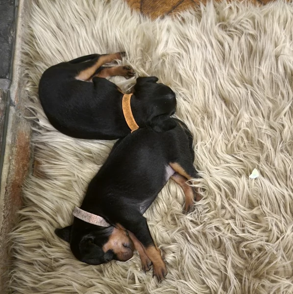 meravigliosi cuccioli PINSCHER per adozione