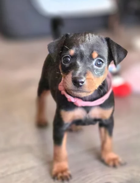 meravigliosi cuccioli PINSCHER per adozione | Foto 4