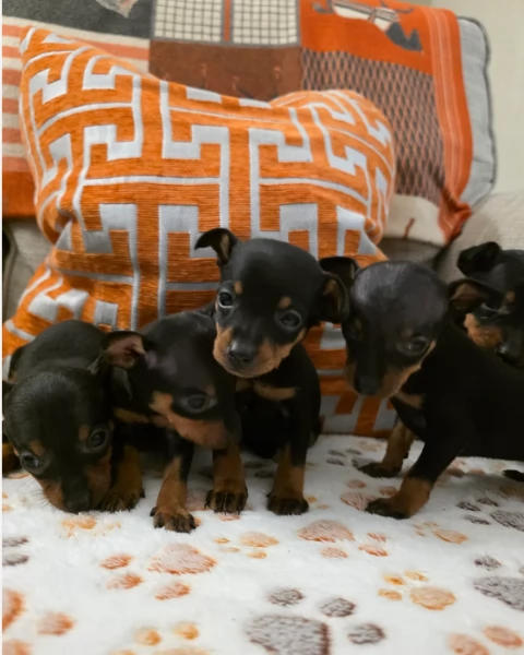 meravigliosi cuccioli PINSCHER per adozione