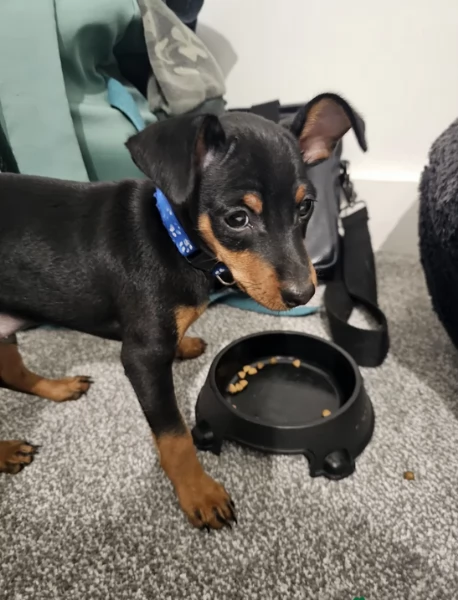 meravigliosi cuccioli PINSCHER per adozione