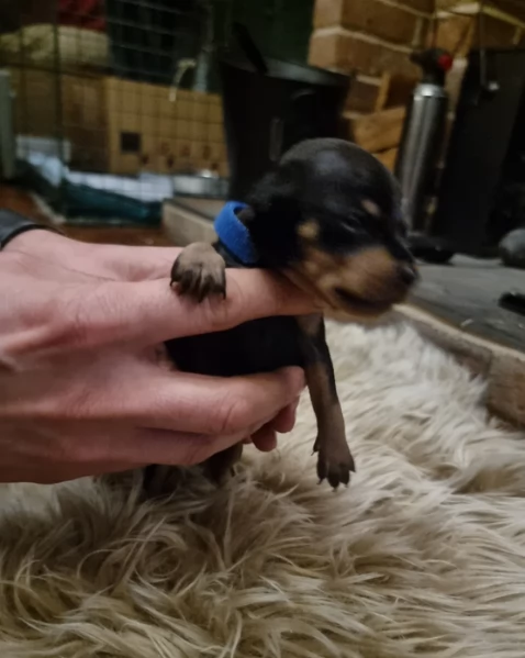 meravigliosi cuccioli PINSCHER per adozione | Foto 3