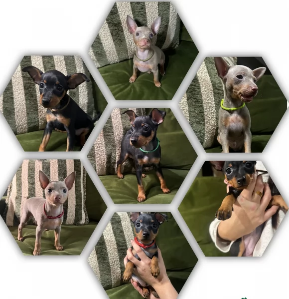 meravigliosi cuccioli PINSCHER per adozione