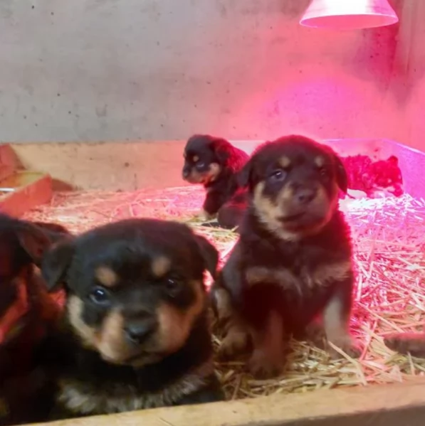 meravigliosi cuccioli rottweiler per adozione