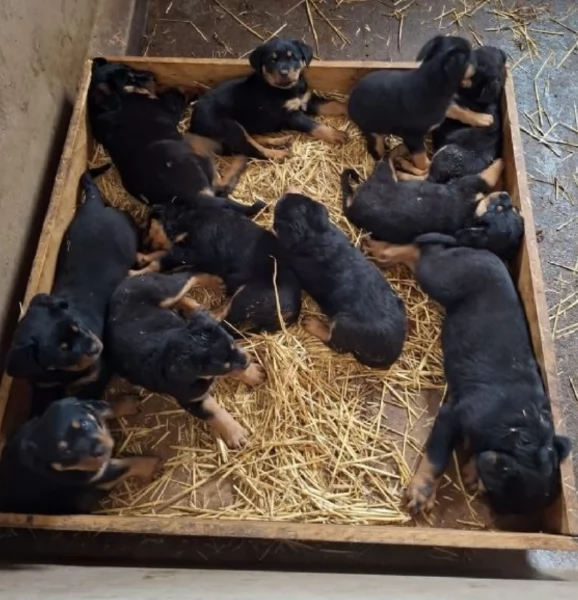 meravigliosi cuccioli rottweiler per adozione | Foto 0