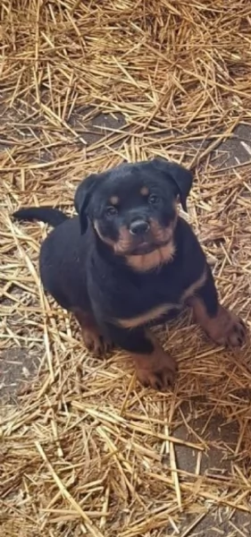 meravigliosi cuccioli rottweiler per adozione | Foto 0