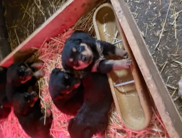 meravigliosi cuccioli rottweiler per adozione