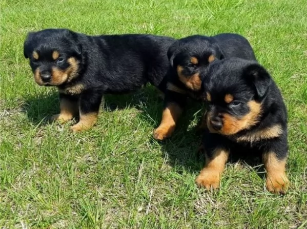 meravigliosi cuccioli rottweiler per adozione