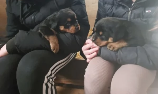 meravigliosi cuccioli rottweiler per adozione | Foto 1