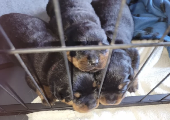 meravigliosi cuccioli rottweiler per adozione | Foto 2