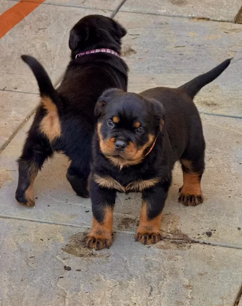 meravigliosi cuccioli rottweiler per adozione | Foto 5