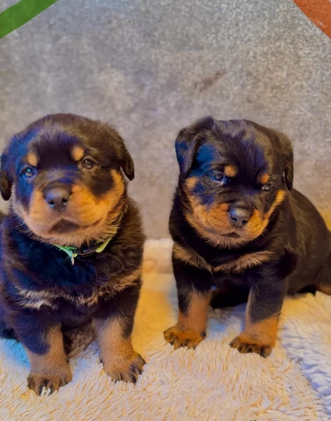 meravigliosi cuccioli rottweiler per adozione | Foto 4