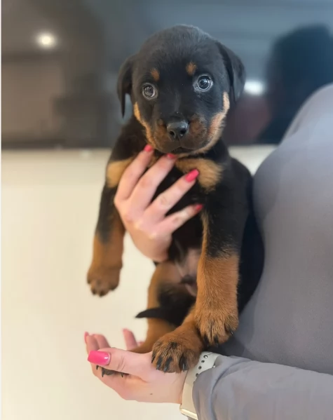 meravigliosi cuccioli rottweiler per adozione | Foto 3
