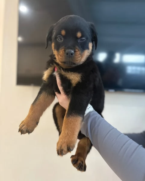 meravigliosi cuccioli rottweiler per adozione | Foto 2