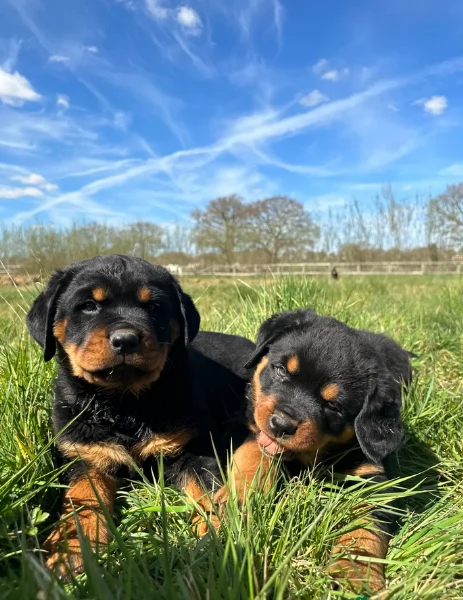 meravigliosi cuccioli rottweiler per adozione | Foto 3