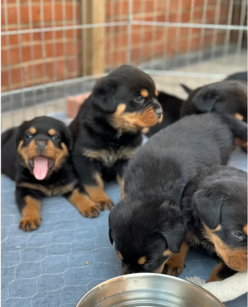meravigliosi cuccioli rottweiler per adozione | Foto 0