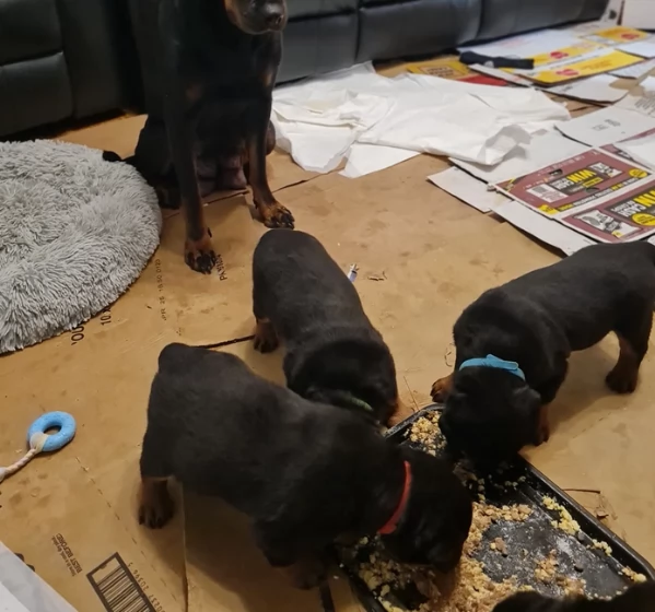 meravigliosi cuccioli rottweiler per adozione | Foto 1