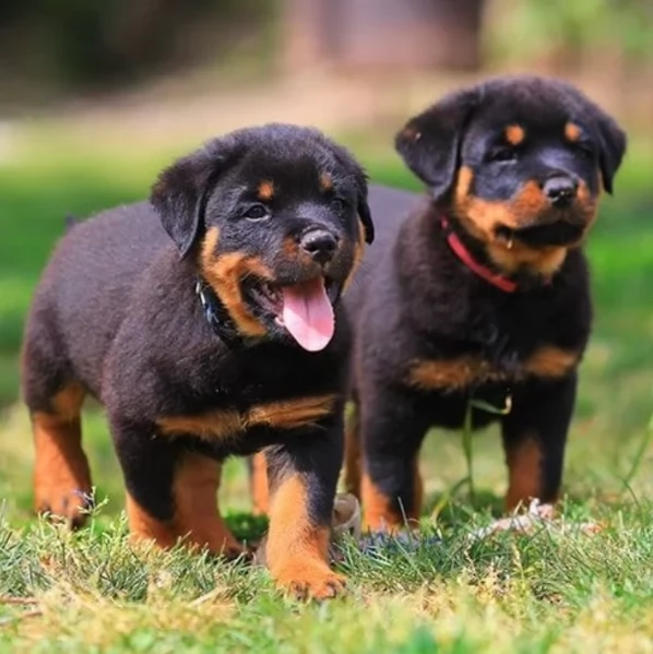 meravigliosi cuccioli rottweiler per adozione | Foto 1