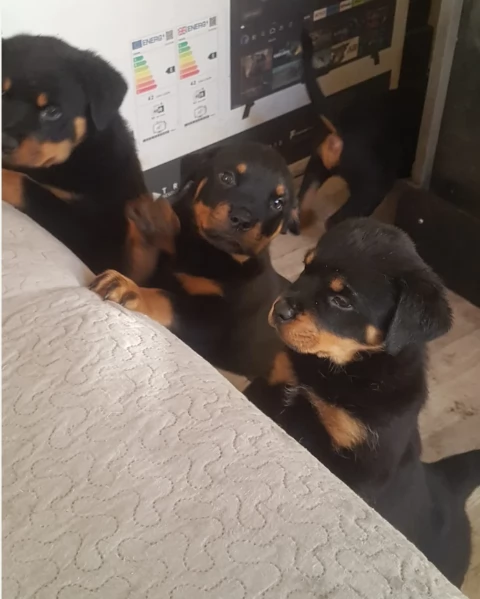 meravigliosi cuccioli rottweiler per adozione