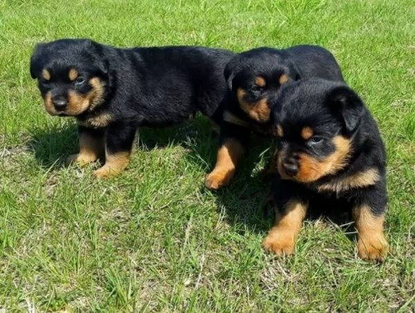 meravigliosi cuccioli rottweiler per adozione