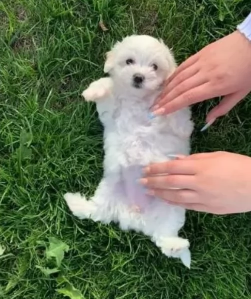 Maltese maschio e femmina per ladozione | Foto 3