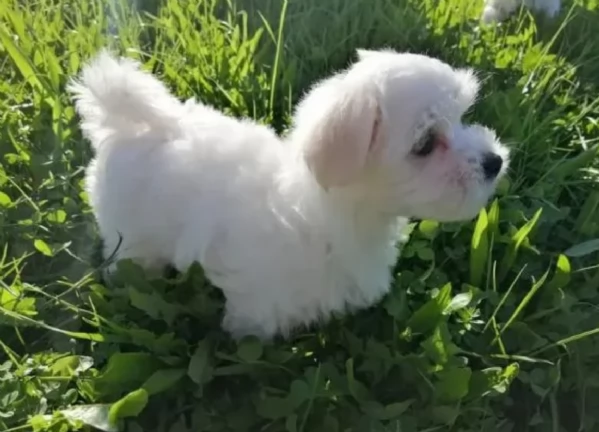 Maltese maschio e femmina per ladozione | Foto 3