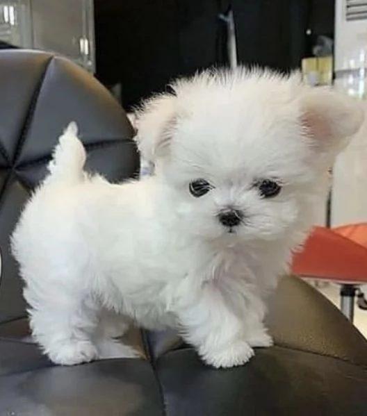 Maltese maschio e femmina per ladozione | Foto 3
