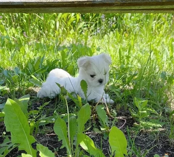 Maltese maschio e femmina per ladozione | Foto 0