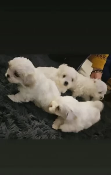 Maltese maschio e femmina per ladozione