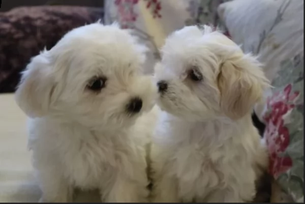 Maltese maschio e femmina per ladozione