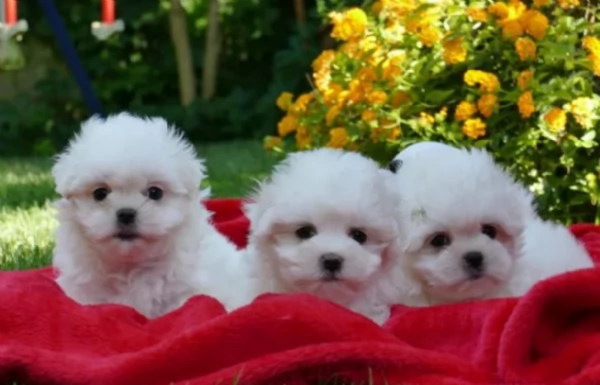 Maltese maschio e femmina per ladozione | Foto 0