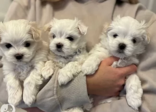 Maltese maschio e femmina per ladozione