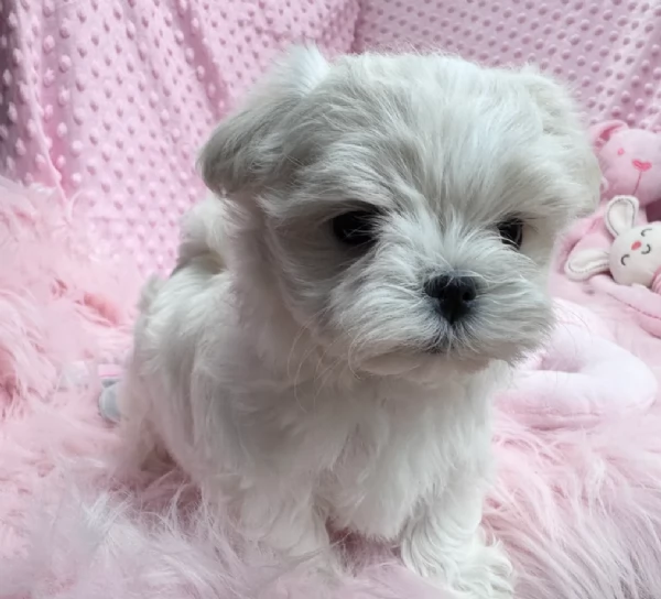 Maltese maschio e femmina per ladozione | Foto 2