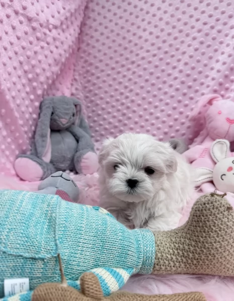 Maltese maschio e femmina per ladozione | Foto 2
