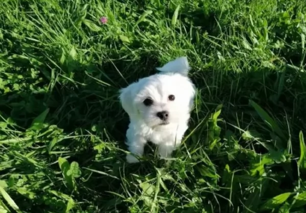 Maltese maschio e femmina per ladozione | Foto 4