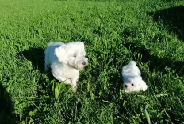 Maltese maschio e femmina per ladozione | Foto 0