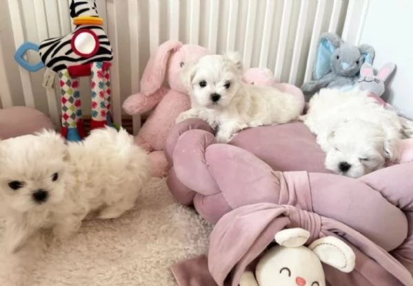 Maltese maschio e femmina per ladozione | Foto 5