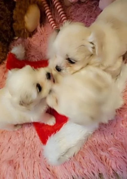 Maltese maschio e femmina per ladozione | Foto 4