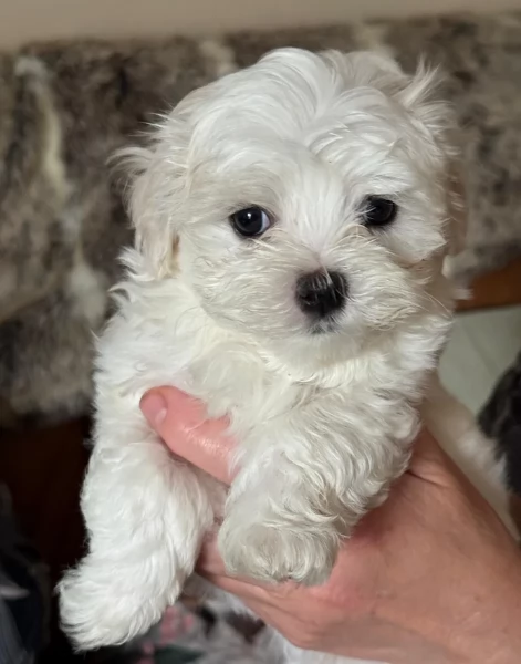 Maltese maschio e femmina per ladozione | Foto 2