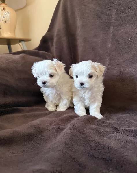 Maltese maschio e femmina per ladozione | Foto 1