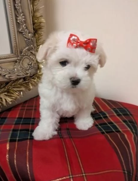 Maltese maschio e femmina per ladozione | Foto 6