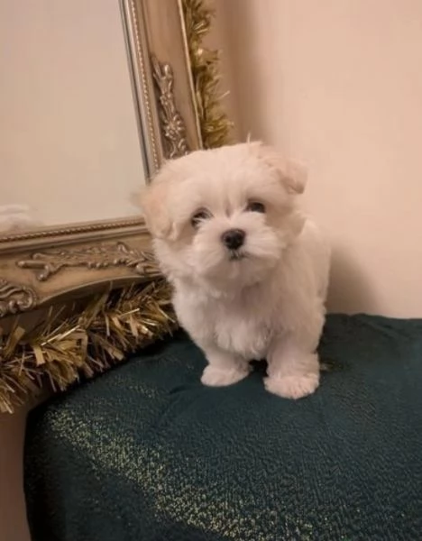 Maltese maschio e femmina per ladozione | Foto 0