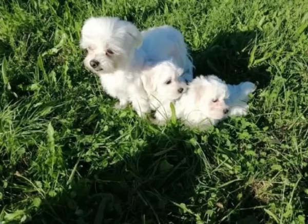 Maltese maschio e femmina per ladozione | Foto 0