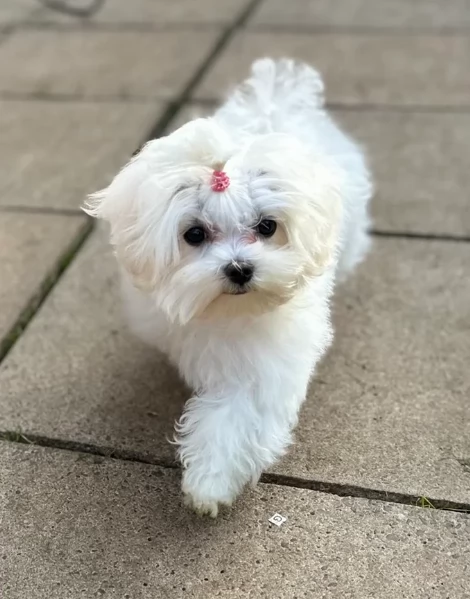 Maltese maschio e femmina per ladozione | Foto 4