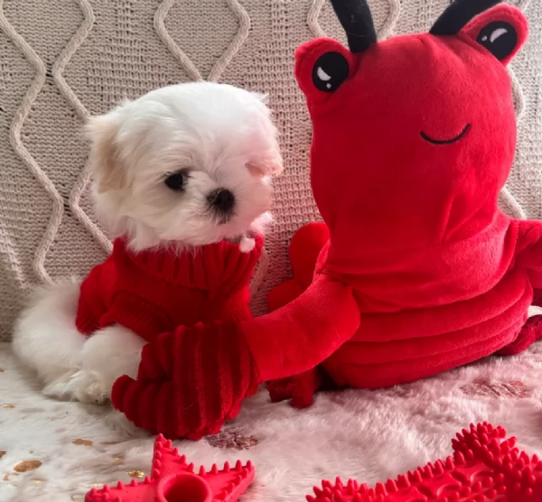 Maltese maschio e femmina per ladozione | Foto 2